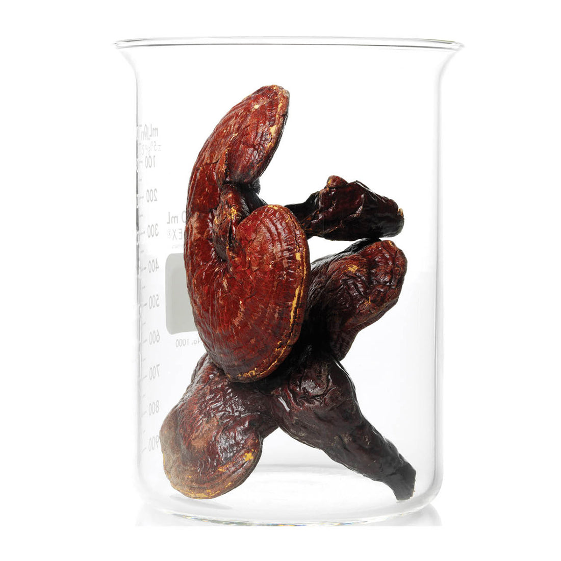 ReishiMax GLp® Immune Support